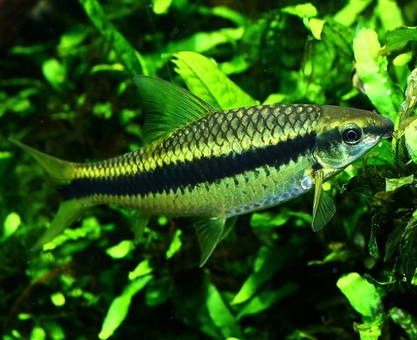 Sử dụng cá chống ô nhiễm nguồn nước